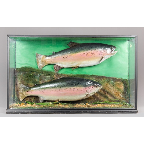 311 - AN EARLY 20TH CENTURY TAXIDERMY PAIR OF RAINBOW TROUT IN A GLAZED CASE WITH A NATURALISTIC SETTING (... 