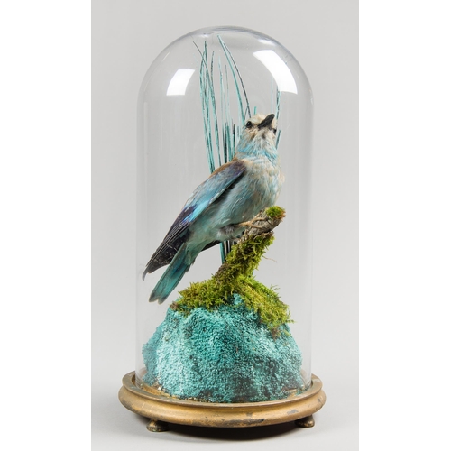 312 - A LATE 19TH CENTURY TAXIDERMY LILAC-BREASTED ROLLER UNDER A LATER GLASS DOME WITH A NATURALISTIC SET... 