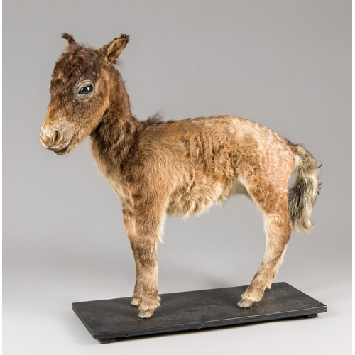 313 - A RARE EARLY 20TH CENTURY TAXIDERMY MINIATURE FALABELLA PONY (EQUUS FERUS CABALLUS).
The Falabella i... 