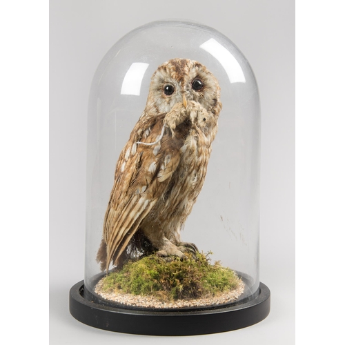 315 - A LATE 19TH/EARLY 20TH CENTURY TAXIDERMY TAWNY OWL WITH PREY REMOUNTED UNDER A MODERN GLASS DOME.

R... 