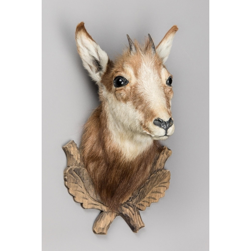 316 - A LATE 20TH CENTURY TAXIDERMY CHAMOIS HEAD UPON A CARVED OAK SHIELD (RUPICAPRA RUPICAPRA).
(h 40cm x... 