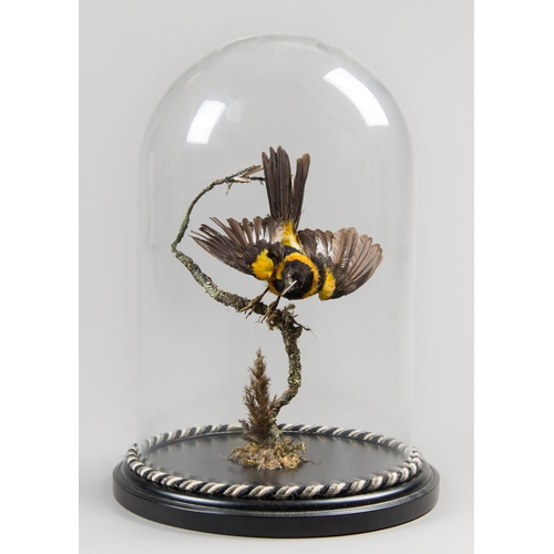 317 - A LATE 19TH/EARLY 20TH CENTURY TAXIDERMY ORIOLE REMOUNTED UNDER A MODERN GLASS DOME (ICTERUS)