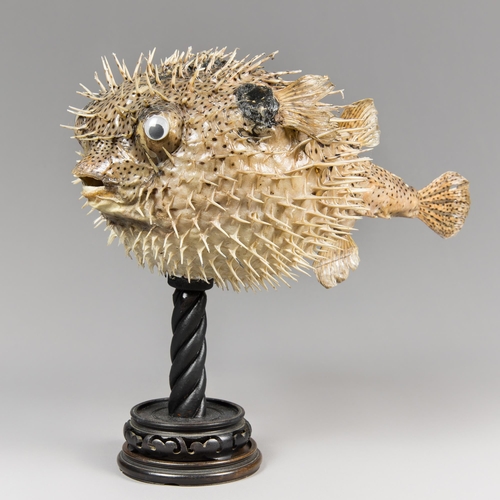 320 - A LARGE LATE 20TH CENTURY TAXIDERMY PUFFERFISH UPON A STAND (TETRAODONTIDAE). 
(h 37cm x w 45cm x d ... 