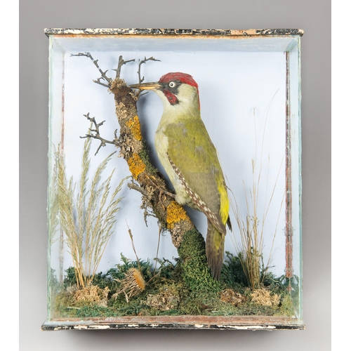 321 - A LATE 19TH CENTURY EUROPEAN GREEN WOODPECKER IN A GLAZED CASE WITH A NATURALISTIC SETTING (PICUS VI... 