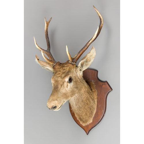 322 - A MID/LATE 20TH CENTURY TAXIDERMY FRENCH RED DEER STAG HEAD UPON AN OAK SHIELD (CERVUS ELAPHUS).
(h ... 