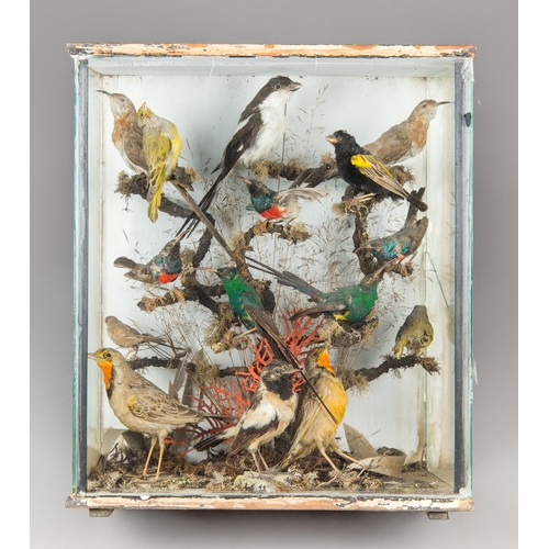 323 - A LATE 19TH CENTURY TAXIDERMY DIORAMA OF TROPICAL BIRDS IN A GLAZED CASE WITH A NATURALISTIC SETTING... 