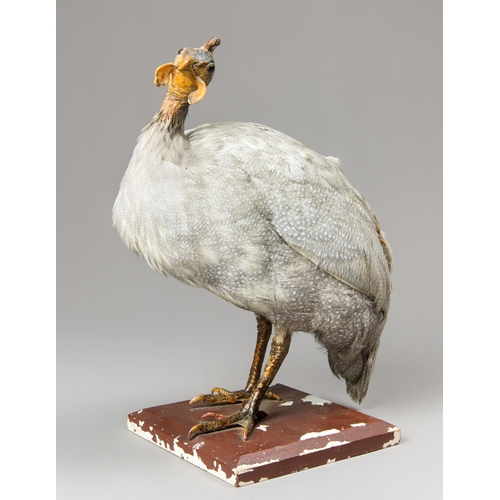 324 - AN EARLY 20TH CENTURY TAXIDERMY GUINEAFOWL UPON A WOODEN BASE (NUMIDIDAE).
AF.
(h 41cm x w 33cm x d ... 