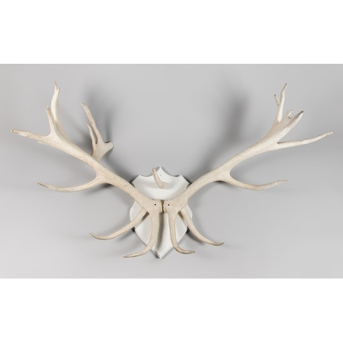 325 - A LARGE AND IMPRESSIVE 20TH CENTURY SET OF ANTLERS UPON A HARDWOOD SHIELD.
Probably Wapiti/Elk or ve... 