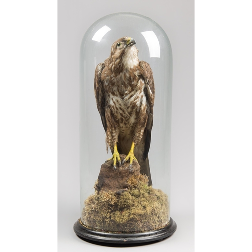 326 - A LATE 19TH CENTURY TAXIDERMY COMMON BUZZARD UNDER A GLASS DOME WITH A NATURALISTIC SETTING (BUTEO B... 