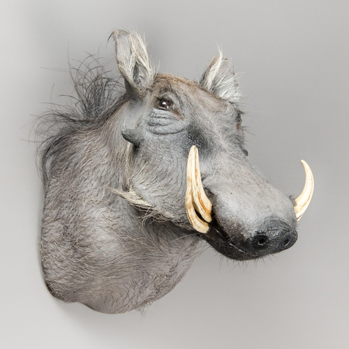 327 - A LATE 20TH CENTURY TAXIDERMY COMMON WARTHOG HEAD (PHACOCHOERUS AFRICANUS).
(h 50cm x w 28cm x d 52c... 