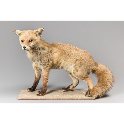 328 - A LATE 20TH CENTURY TAXIDERMY FOX UPON A NATURALISTIC BASE (VULPES VULPES).
(h 51cm x w 73cm x d 42c... 