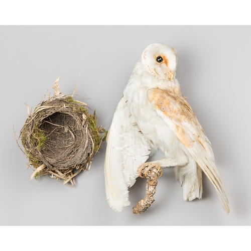 329 - A LATE 19TH CENTURY TAXIDERMY BARN OWL UPON A NATURALISTIC MOUNT, WITH A LATER BIRD NEST (TYTO ALBA)... 