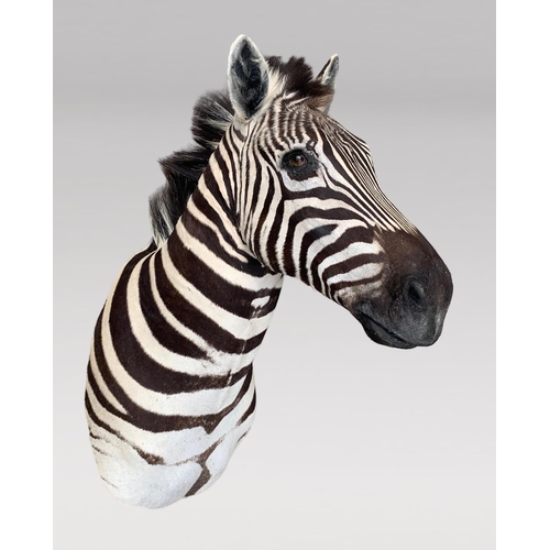 330 - A LATE 20TH CENTURY TAXIDERMY BURCHELL'S ZEBRA HEAD (EQUUS QUAGGA BURCHELLII).
(h 90cm x w 45cm x d ... 