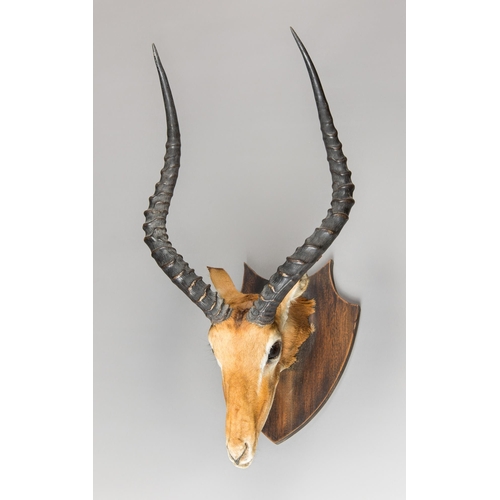 331 - A MID-20TH CENTURY TAXIDERMY IMPALA HEAD UPON AN OAK SHIELD (AEPYCEROS MELAMPUS).
(h 69cm x w 38cm x... 