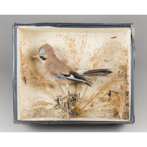 332 - A LATE 19TH CENTURY TAXIDERMY EURASIAN JAY IN A GLAZED CASE WITH A NATURALISTIC SETTING (GARRULUS GL... 