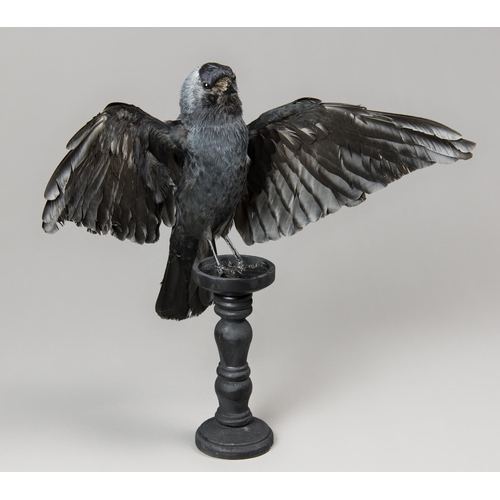 333 - A MODERN TAXIDERMY JACKDAW UPON A TURNED COLUMN (COLOEUS).
(h 42cm x w 59cm x d 16cm)