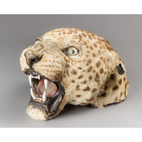 334 - VAN INGEN & VAN INGEN, AN EARLY 20TH CENTURY TAXIDERMY LEOPARD HEAD (PANTHERA PARDUS).
The head deta... 