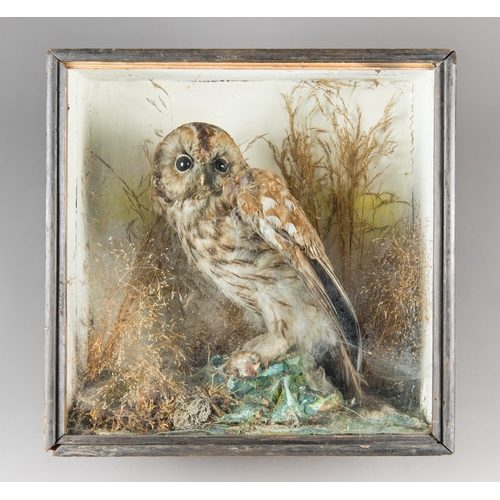 335 - A LATE 19TH CENTURY TAXIDERMY TAWNY OWL IN A GLAZED CASE WITH A NATURALISTIC SETTING (STRIX ALUCO).
... 