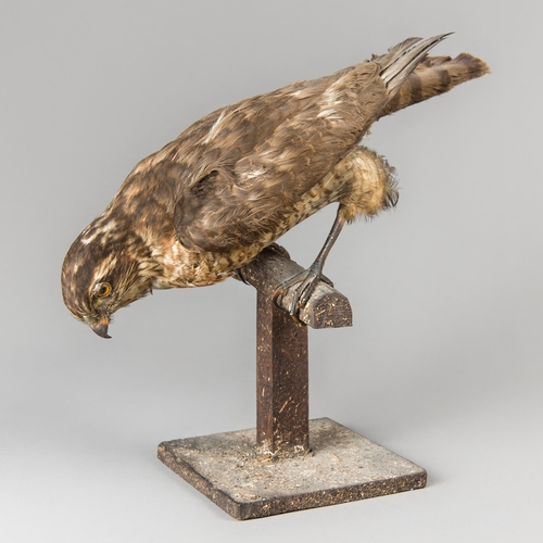 337 - AN EARLY 20TH CENTURY TAXIDERMY EURASIAN SPARROWHAWK UPON A WOODEN PLINTH (ACCIPITER NISUS)