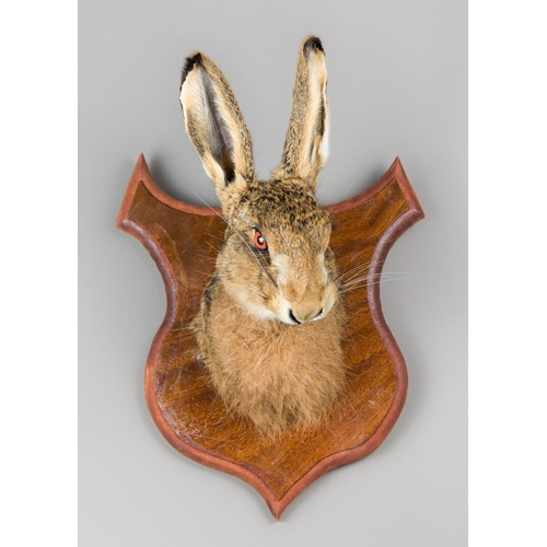 338 - A MODERN TAXIDERMY EUROPEAN HARE MASK UPON AN OAK SHIELD (LEPUS EUROPAEUS).
(h 37cm x w 25cm x d 19c... 