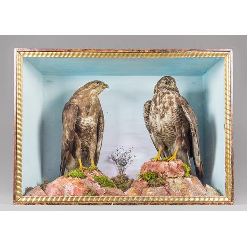 339 - A LATE 19TH CENTURY TAXIDERMY PAIR OF COMMON BUZZARDS IN A GLAZED CASE WITH A NATURALISTIC SETTING (... 