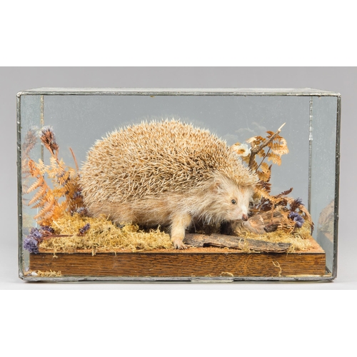 341 - A RARE LATE 20TH CENTURY TAXIDERMY BLONDE (LEUCISTIC) HEDGEHOG OF ALDERNEY IN A GLAZED CASE WITH A N... 