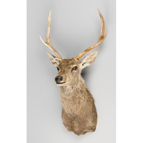 342 - A MODERN TAXIDERMY SCOTTISH HIGHLAND RED DEER STAG (CERVUS ELAPHUS).
(h 100cm x w 50cm x d 57cm)