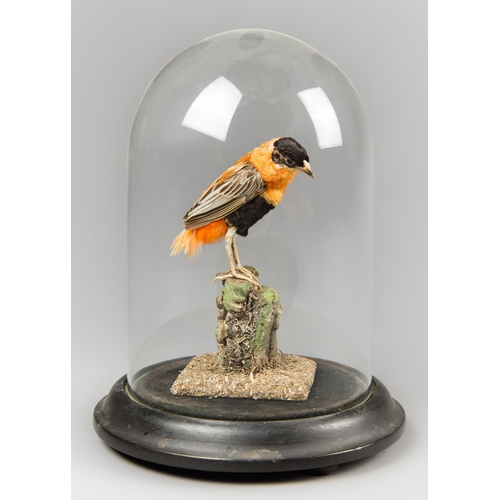 343 - A MID-20TH CENTURY TAXIDERMY NORTHERN RED BISHOP UNDER A VICTORIAN GLASS DOME (EUPLECTES FRANCISCANU... 