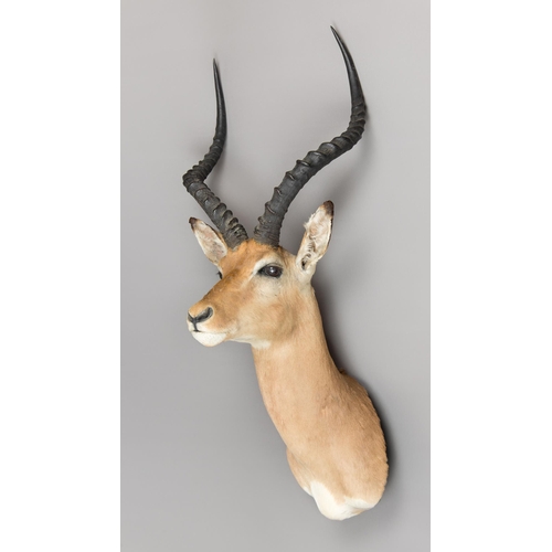 344 - A LATE 20TH CENTURY TAXIDERMY COMMON IMPALA SHOULDER MOUNT (AEPYCEROS MELAMPUS).
(h 100cm x w 40cm x... 