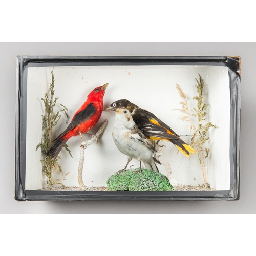 345 - A LATE 19TH CENTURY TAXIDERMY DIORAMA OF EXOTIC BIRDS IN A GLAZED CASE WITH A NATURALISTIC SETTING.