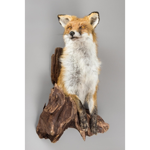 346 - A 21ST CENTURY TAXIDERMY HALF FOX WALL MOUNT (VULPES VULPES).
(h 64cm x w 28cm x d 27cm)