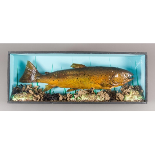 347 - A LATE 20TH CENTURY TAXIDERMY BROWN TROUT IN A BOW FRONT PERSEX GLAZED CASE WITH A NATURALISTIC SETT... 