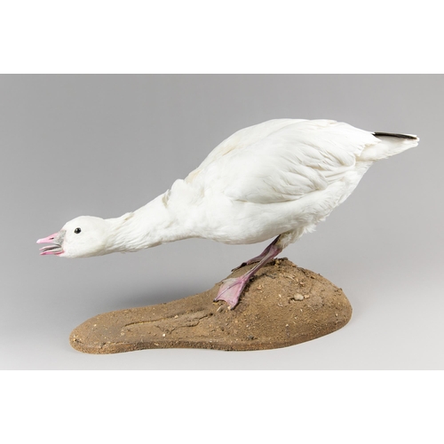 348 - A MID/LATE 20TH CENTURY TAXIDERMY SNOW GOOSE UPON A NATURISTIC BASE (ANSER CAERULESCENS).
(h 31cm x ... 