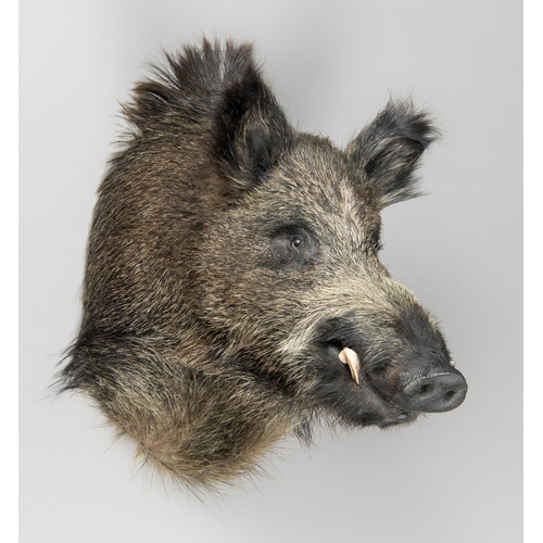 349 - A 21ST CENTURY TAXIDERMY WILD BOAR HEAD (SUS SCROFA).
(h 55cm x w 35cm x d 47cm)