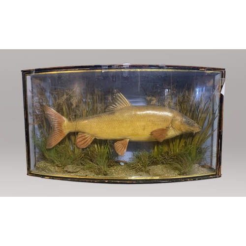 351 - JOHN COOPER & SONS, AN EARLY 20TH CENTURY TAXIDERMY BARBEL IN A GLAZED BOWFRONT CASE WITH A NATURALI... 