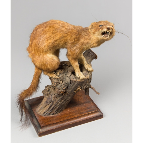 352 - A LATE 20TH CENTURY TAXIDERMY STOAT UPON A NATURALISTIC BASE (MUSTELA ERMINEA).
(h 24.5cm)