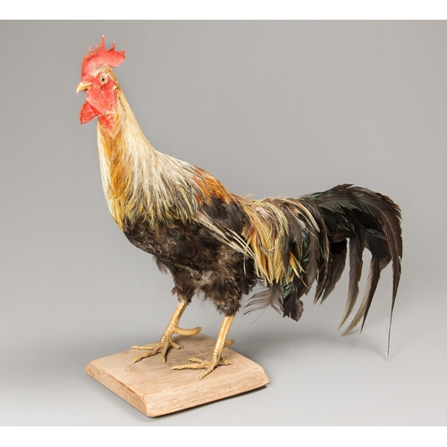 355 - A MID/LATE 20TH CENTURY TAXIDERMY ROOSTER UPON A WOODEN BASE (GALLUS GALLUS DOMESTICUS).
(h 78cm x w... 