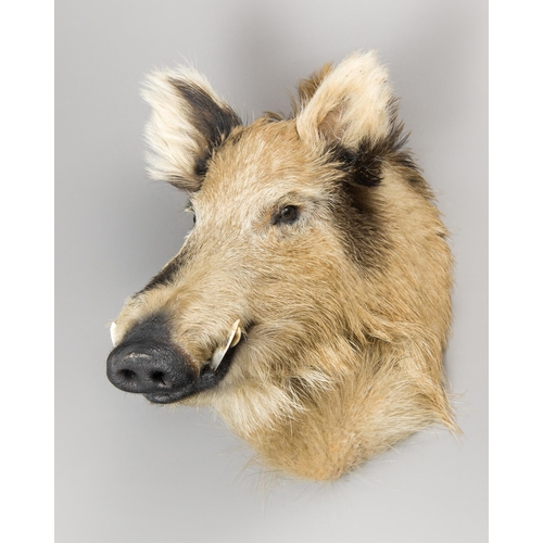 356 - A 21ST CENTURY TAXIDERMY EUROPEAN WILD BOAR SHOULD MOUNT (SUS SCROFA).
With unusual spotted colorati... 