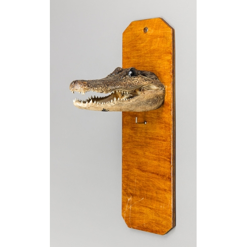 357 - A MID-20TH NOVELTY TAXIDERMY AMERICAN ALLIGATOR HEAD MOUNTED AS A KEY HANGER (ALLIGATOR MISSISSIPPIE... 