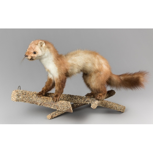 358 - A LATE 20TH CENTURY TAXIDERMY PINE MARTEN UPON A NATURALISTIC WALL MOUNT (MARTES MARTES).
(h 36cm x ... 