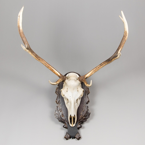 359 - A LATE 20TH CENTURY SET OF EUROPEAN RED DEER ANTLERS WITH UPPER SKULL UPON A HARDWOOD SHIELD (CERVUS... 