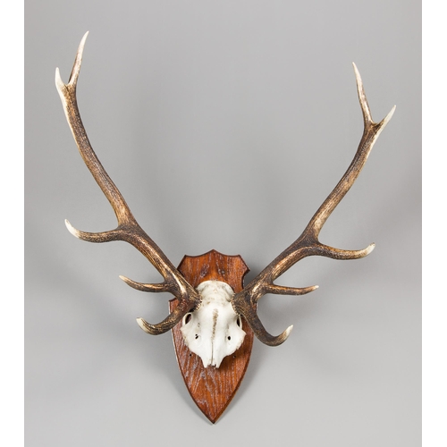 361 - A LATE 20TH CENTURY SET OF EUROPEAN RED DEER ANTLERS WITH UPPER SKULL UPON A HARDWOOD SHIELD (CERVUS... 