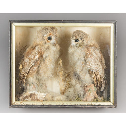 362 - A LATE 19TH/EARLY 20TH CENTURY PAIR OF TAXIDERMY TAWNY OWLS IN A GLAZED CASE WITH A NATURALISTIC SET... 