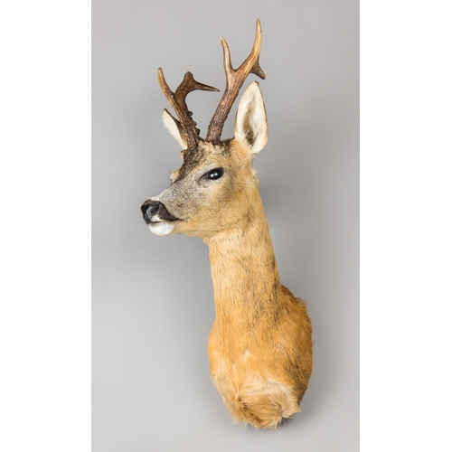 363 - A 21ST CENTURY TAXIDERMY ROE DEER SHOULDER MOUNT (CAPREOLUS CAPREOLUS).