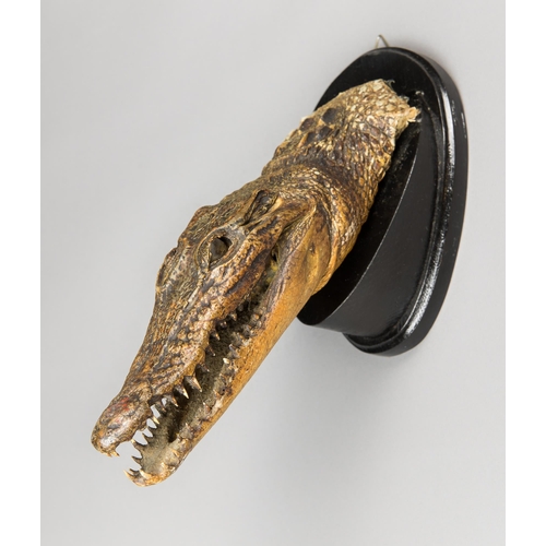 364 - A LATE 19TH/EARLY 20TH CENTURY CROCODILE HEAD UPON AN EBONISED SHIELD.
Overall 34cm.