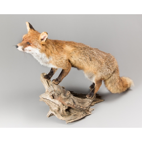 365 - A LARGE 21ST CENTURY TAXIDERMY FOX UPON A NATURALISTIC BASE (VULPES VULPES).
(h 71cm x w 110cm x d 2... 