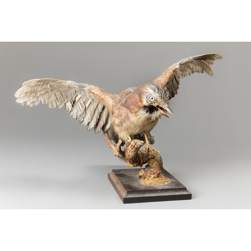 366 - AN EARLY 20TH CENTURY TAXIDERMY EURASIAN JAY UPON A NATURALISTIC BASE (GARRULUS GLANDARIUS)
(h 27cm ... 