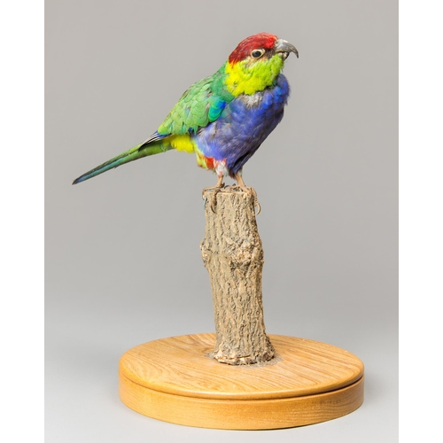 368 - A 20TH CENTURY TAXIDERMY RED-CAPPED PARROT UPON A NATURALISTIC BASE (PURPUREICEPHALUS SPURIUS).
(h 3... 