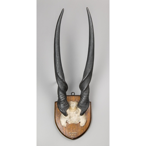 369 - EDWARD GERRARD & SONS, AN EARLY 20TH CENTURY SET OF ELAND HORNS ON PART UPPER SKULL.
Oak plaque insc... 