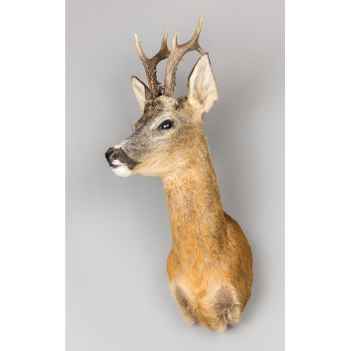 370 - A 21ST CENTURY TAXIDERMY EUROPEAN ROEBUCK SHOULDER MOUNT (CAPREOLUS CAPREOLUS).